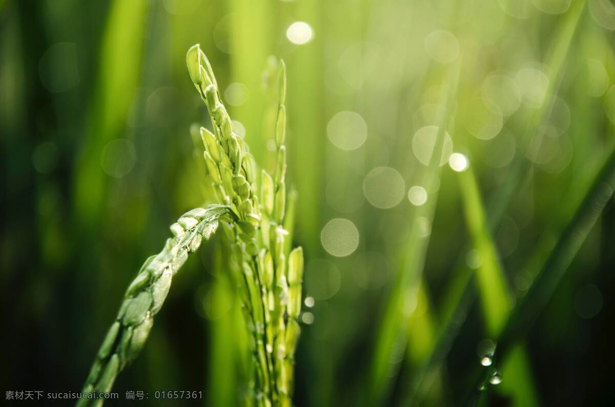 小 麦 小麦 成熟 农作物 麦芒 麦穗 麦粒 特写 局部 高清 清晰 自然景观 田园风光