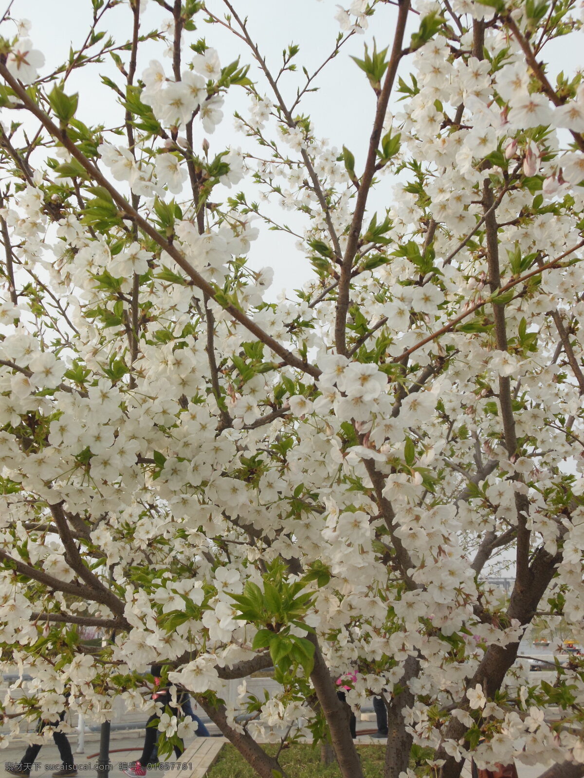 苹果花 花卉 白色花 花朵 花瓣 苹果树 绿叶 生物世界 花草 灰色