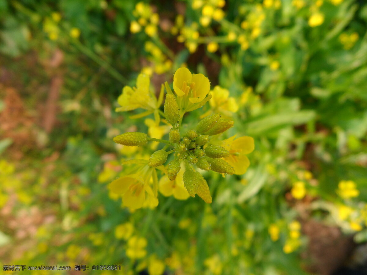 油菜花 植物 小花小草 菜花 黄花 黄色 露水 水珠 花草 生物世界