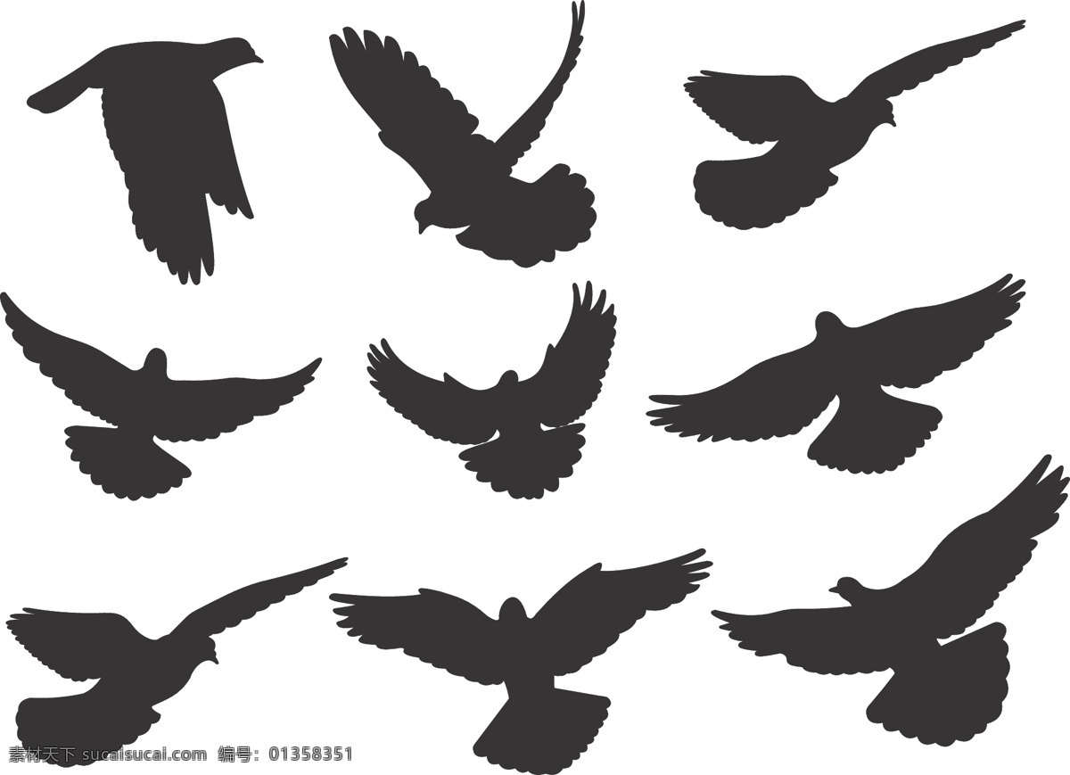 矢量鸽子 矢量鸟类 鸟类 鸽子矢量图 矢量鸟 生物世界 矢量 矢量动物 其他生物