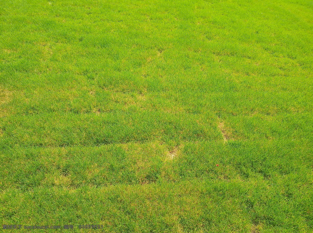 草坪摄影 草坪 草地 绿色 野草 草 植物 草场