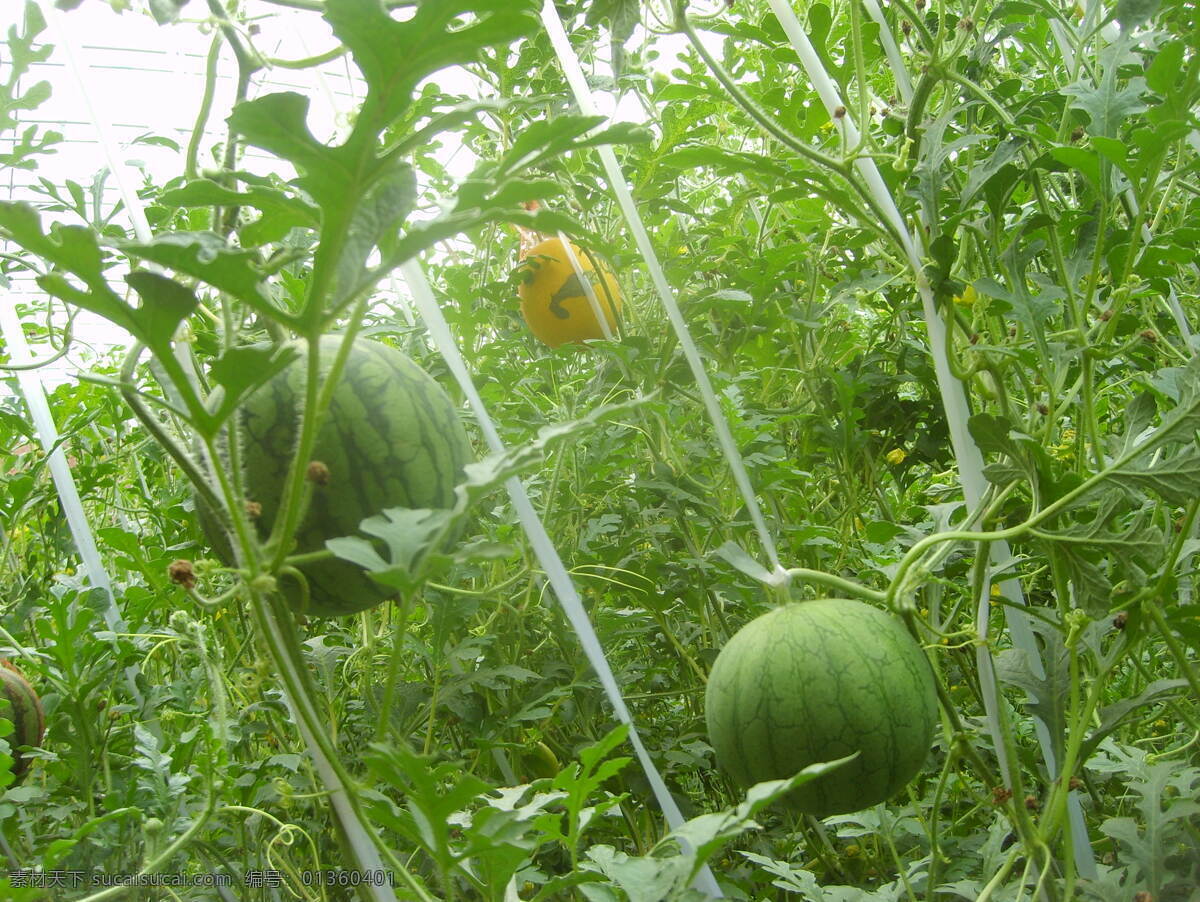 西瓜 绿色 农业 生物世界 水果 藤蔓 西瓜地 黄陂西瓜 绿皮西瓜 矢量图 日常生活