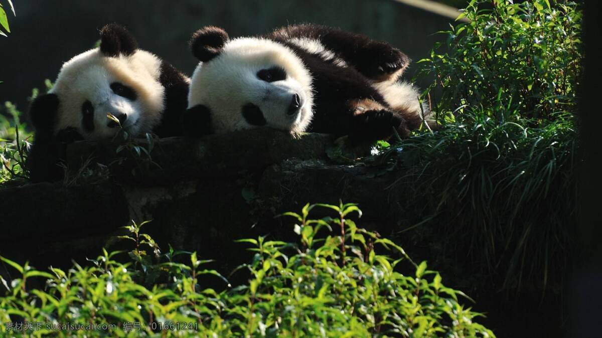熊猫 动物 可爱 萌宠 壁纸 四川 自然 生态 野生 生物世界 野生动物