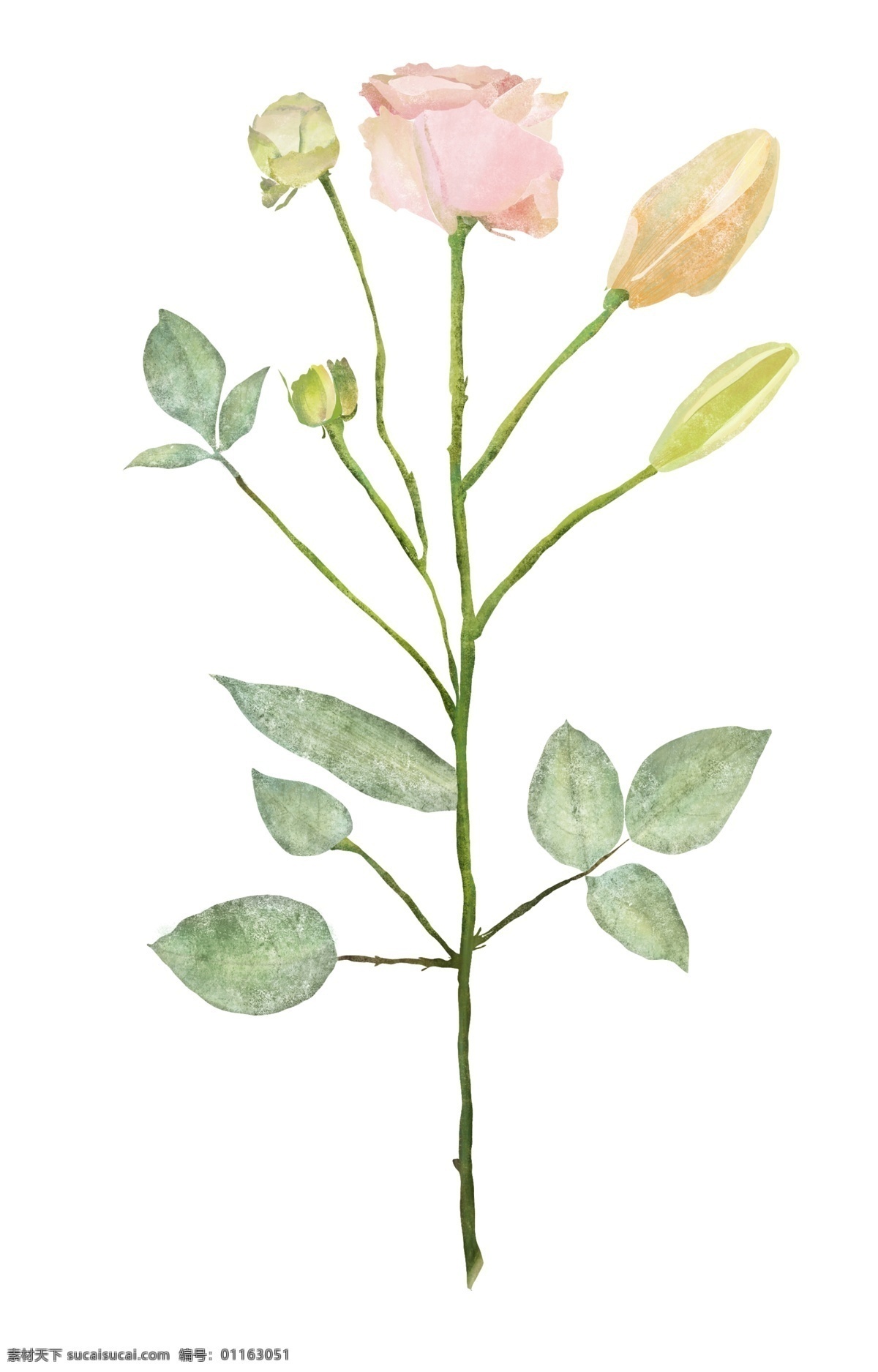 水彩 插画 包装 应用 玫瑰花 植物 分层