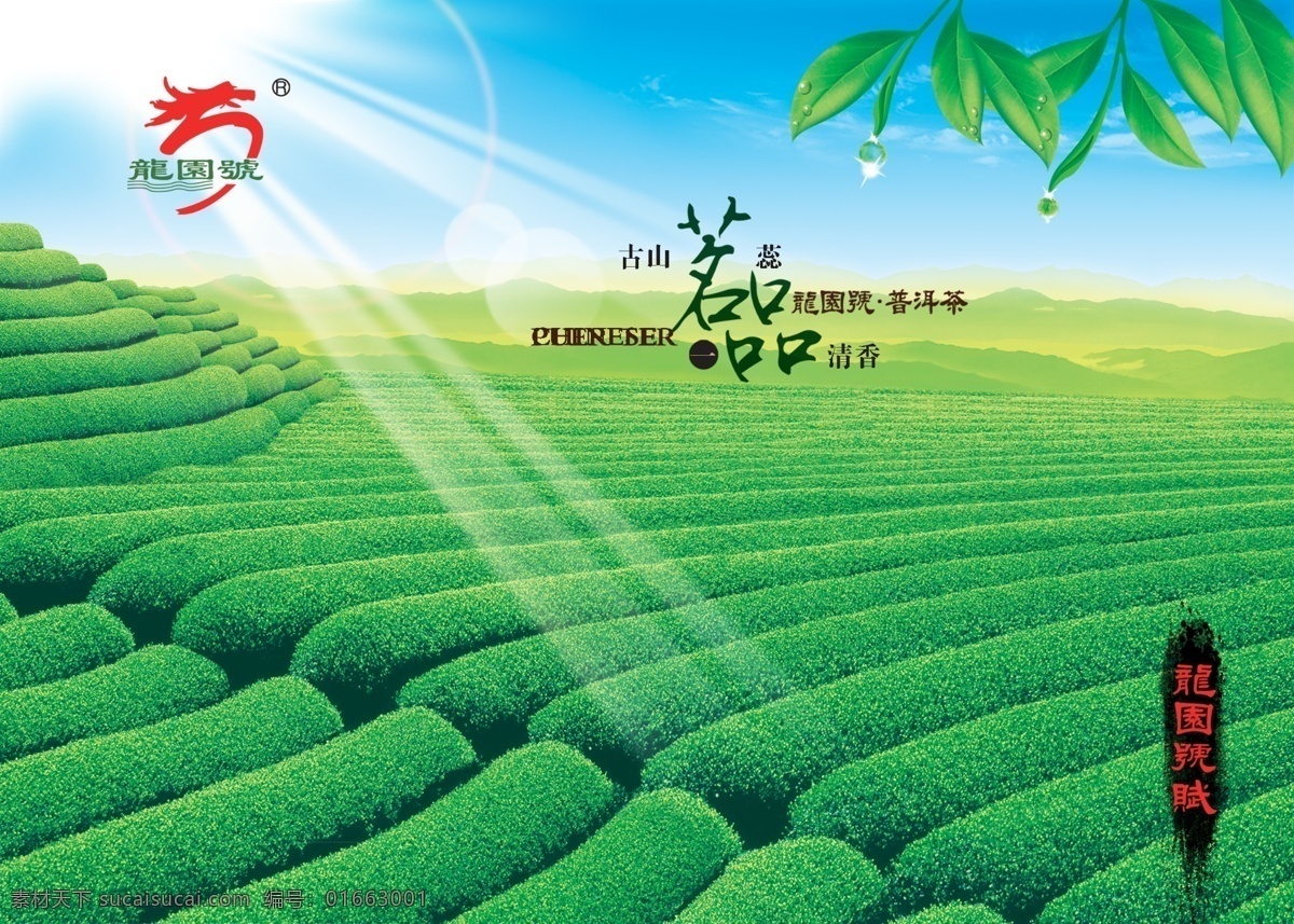 普洱茶 广告 分层 阳光 普洱茶广告 茶园素材 绿色茶园 psd源文件