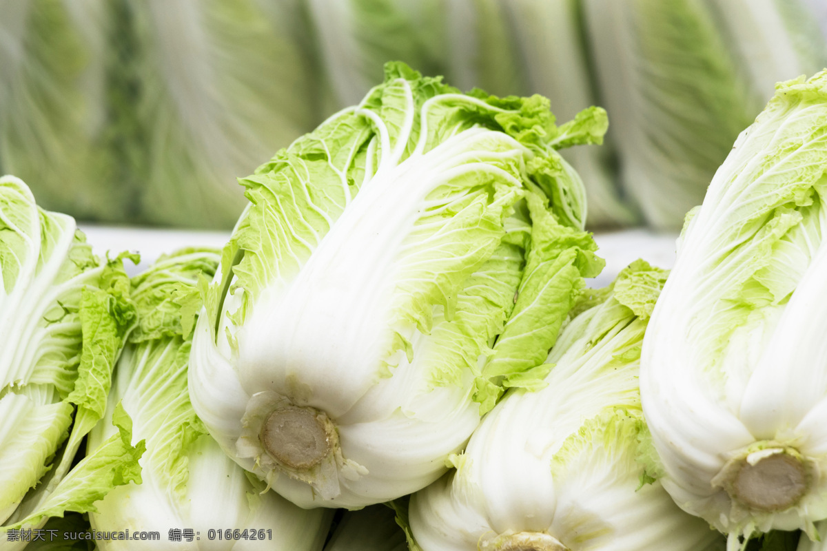 大白菜 有机蔬菜 绿色蔬菜 农产品 菜篮子 生物世界 蔬菜