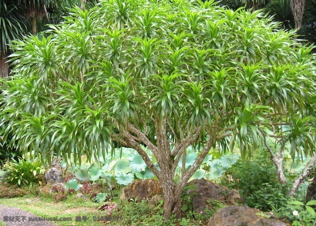 西双版纳风景 西双版纳 风景 热带雨林植物 稀有植物 龙血树 特写 自然风景 自然景观