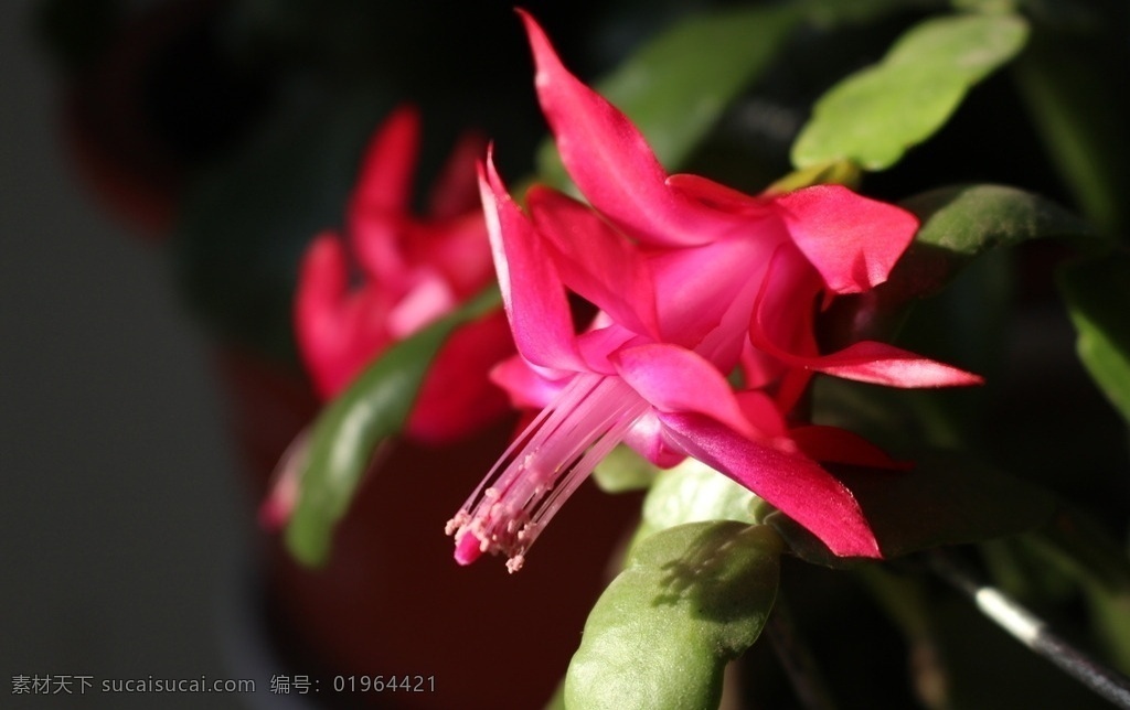 红色 生命 花朵 自然 盆景 生物世界 花草