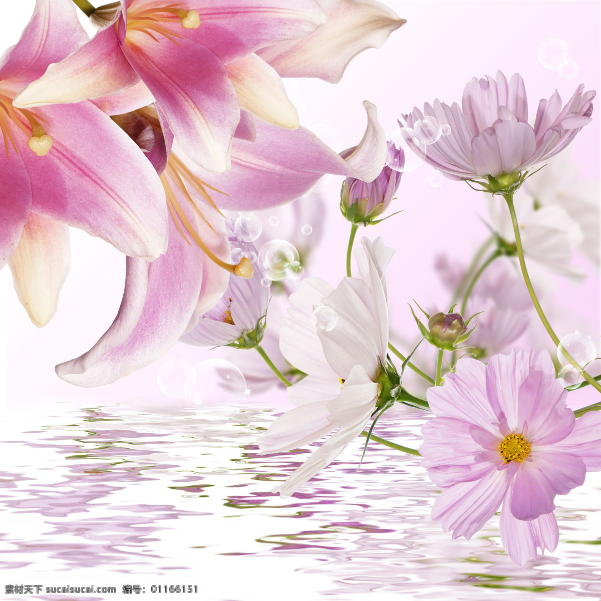 水面 上 盛开 鲜花 花枝 花瓣 花草树木 生物世界
