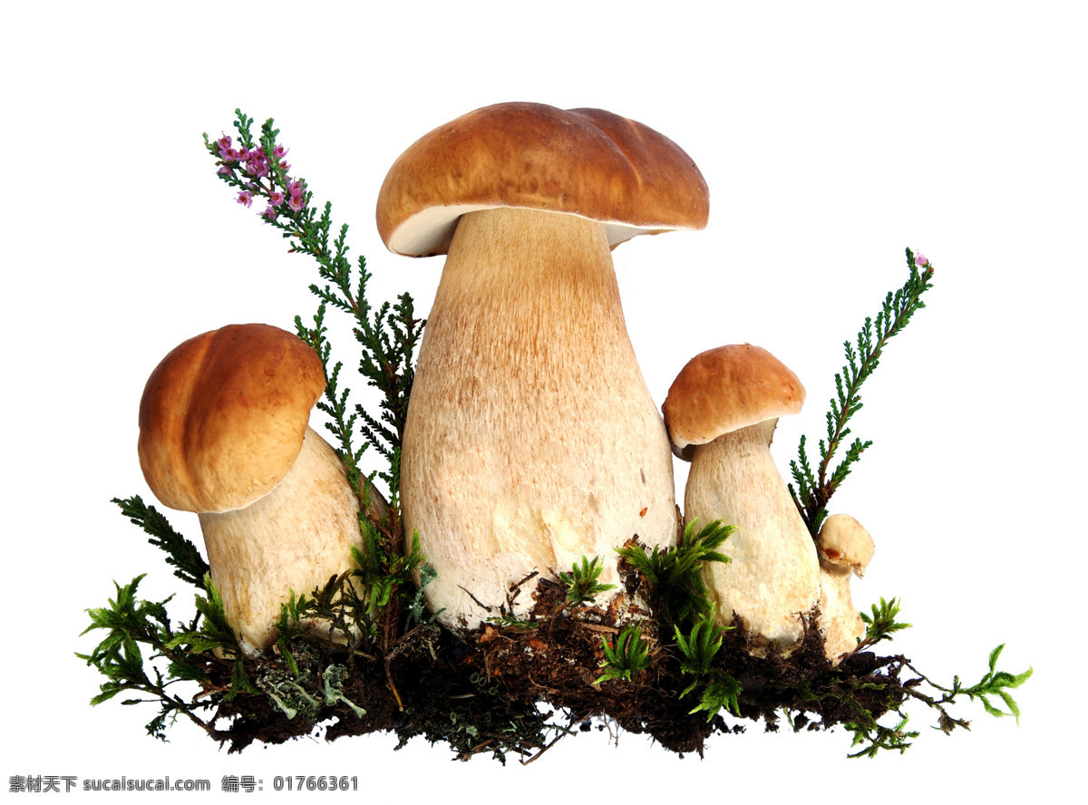 草菇免费下载 菌类 蘑菇 野生 草菇 风景 生活 旅游餐饮