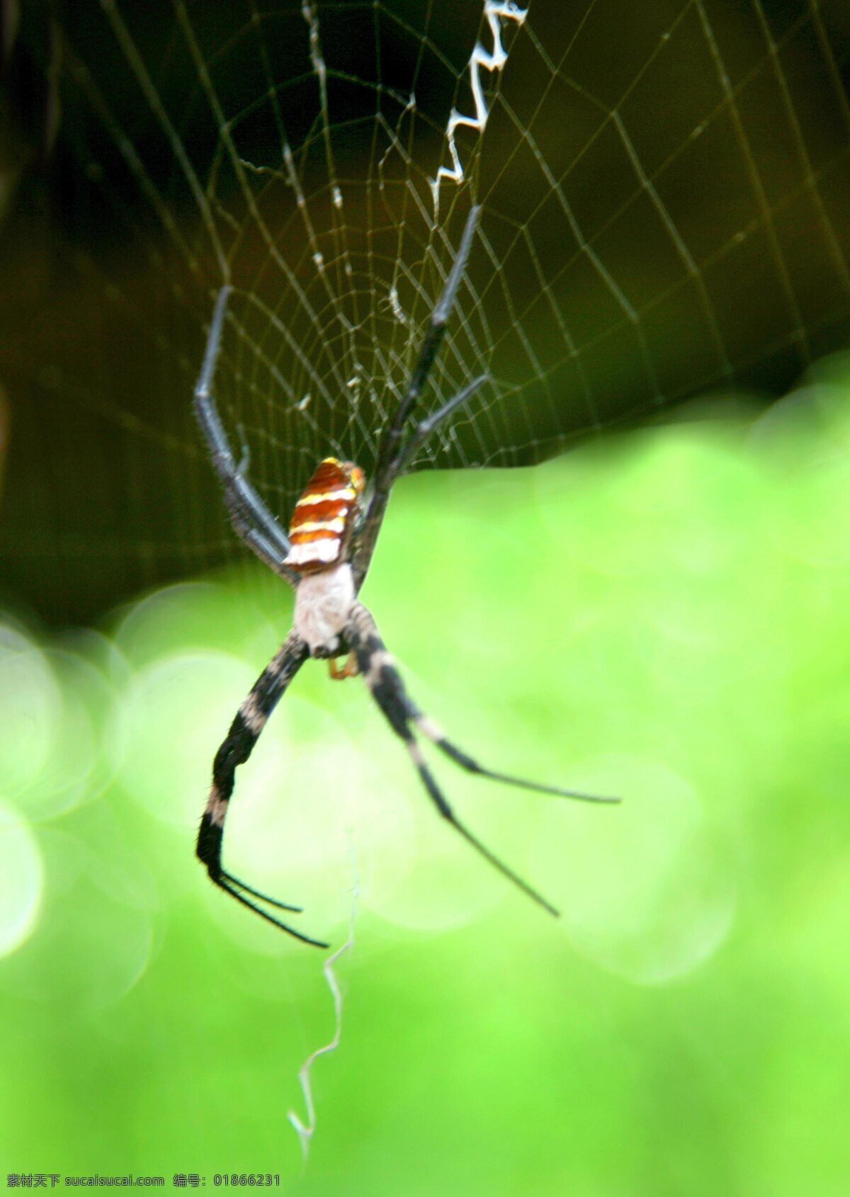 迷雾 深处 网 昆虫 生物世界 蜘蛛 迷雾深处的网