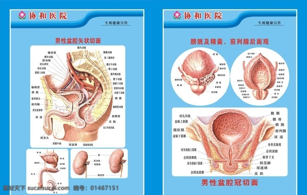 男性 盆腔 切面 图 医院 杂志 彩页 宣传 矢量 传单 文件