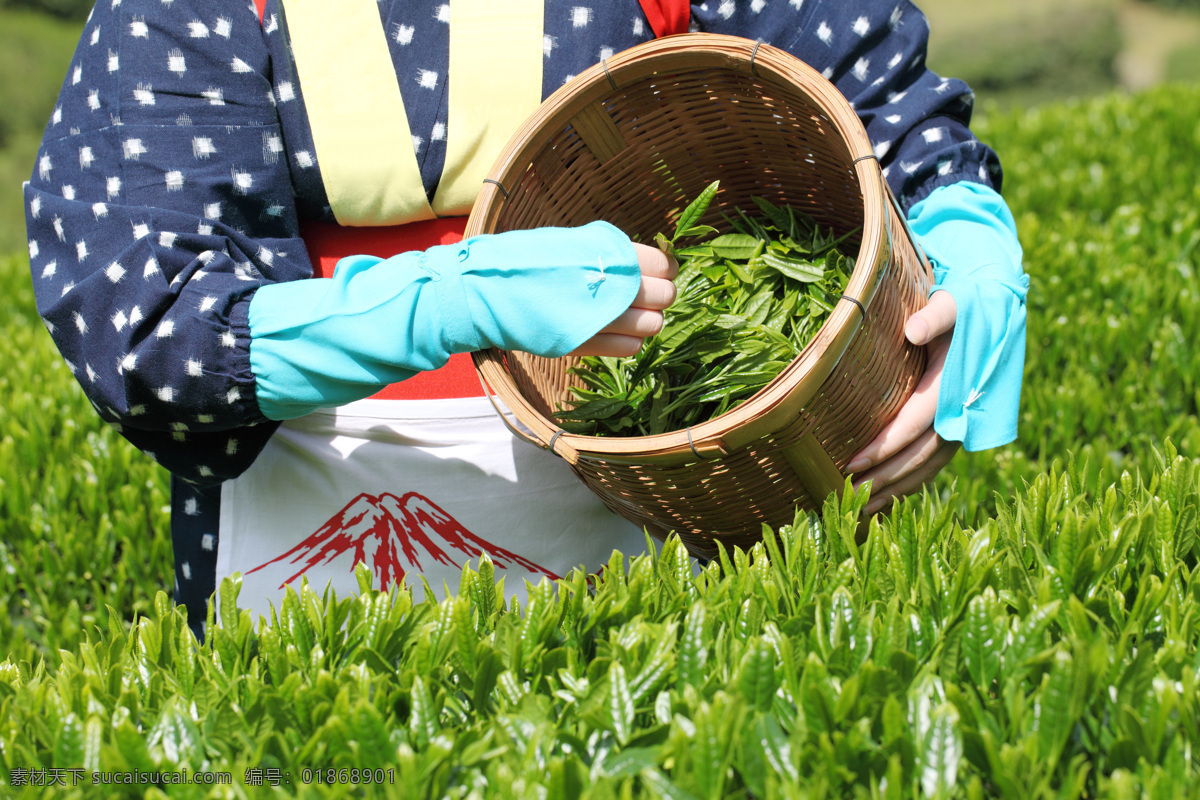 采茶 采茶女 茶叶树 茶园 茶山风光 自然景观 田园风光