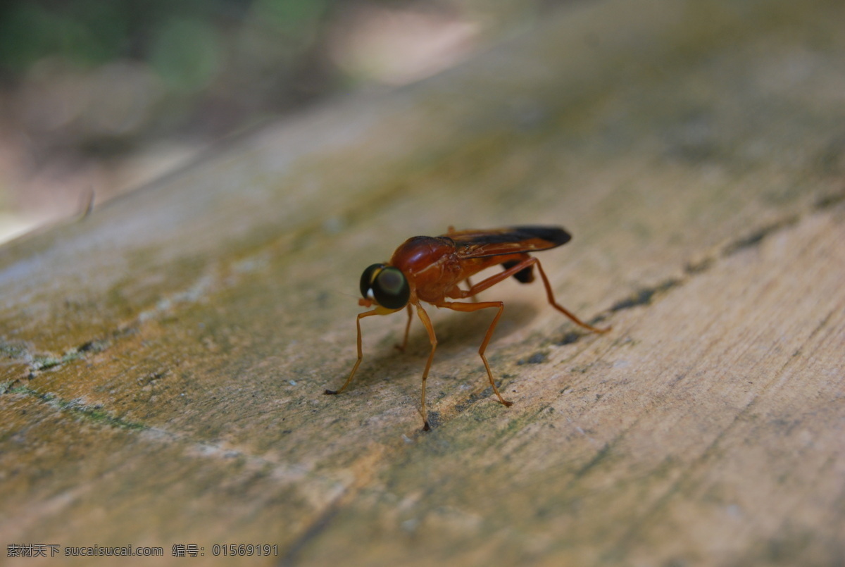 昆虫微距摄影 昆虫 微距 背景 动物世界 生物世界