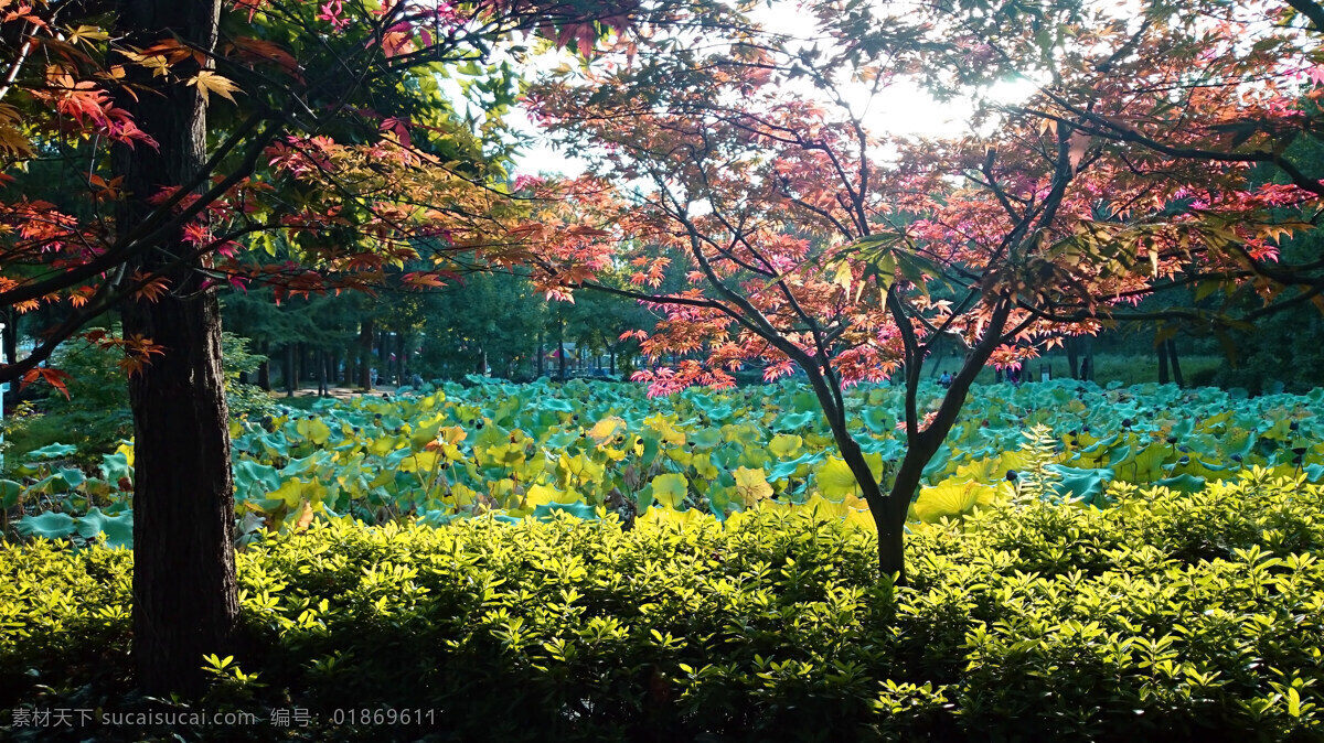江南红枫 红枫 荷叶 秋天 意境 树木 自然景观 自然风景