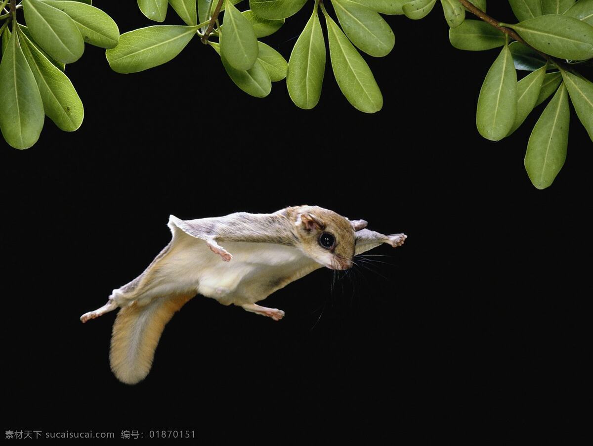 非洲蝙蝠 动物 野生动物 非洲动物 马达加斯加 啮齿目动物 飞蝙蝠 生物世界