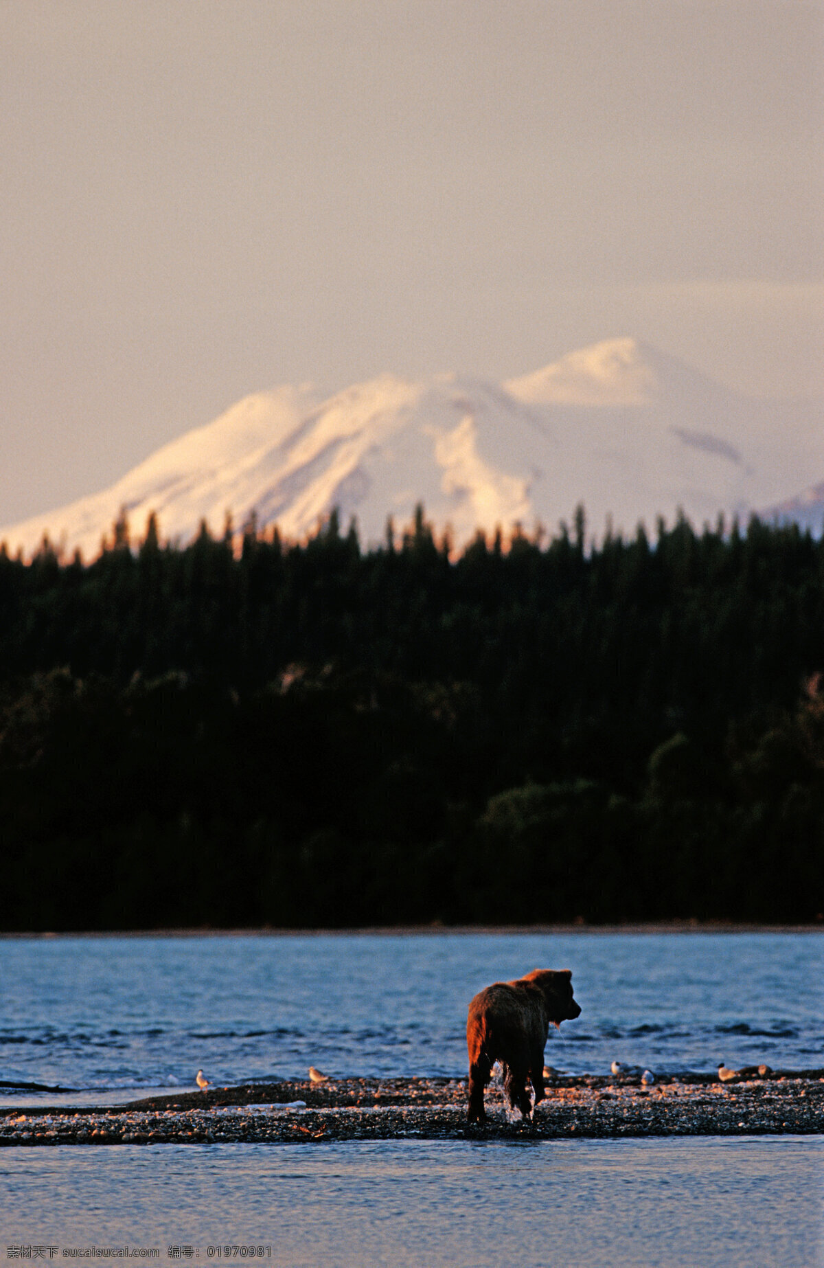 湖泊 美景 熊 脯乳动物 保护动物 狗熊 棕熊 野生动物 动物世界 摄影图 美丽风景 陆地动物 生物世界