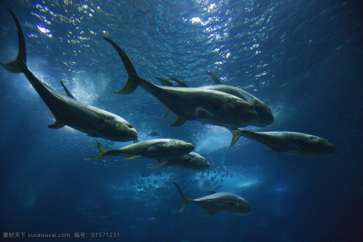 海洋生物 海底世界 海鱼 海水 深海 海底 水族 鱼类 鱼群 生物世界 鲸 摄影图 高清图片 水中生物