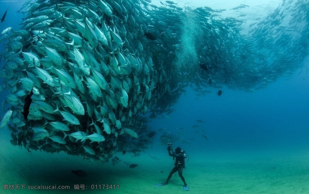 鱼群高清摄影 海中鱼 热带鱼 蓝色 高清摄影 鱼群 生物世界 鱼类