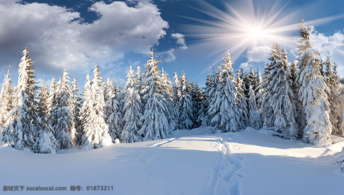 冬天风光摄影 松树 雪景 冬天 冬季 雪地 自然风光 景观 景区 自然风景 自然景观 蓝色