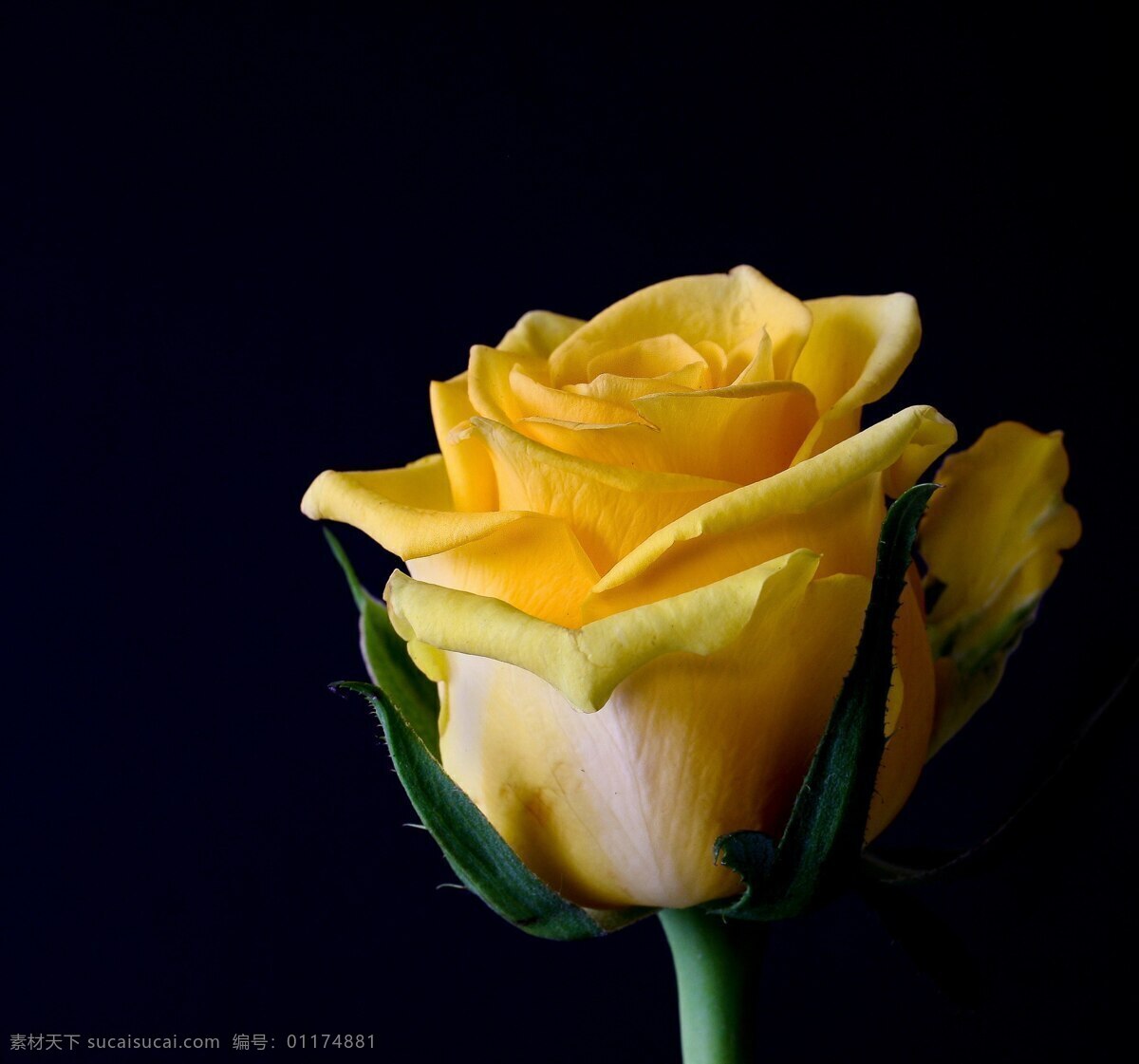 黄色玫瑰特写 鲜花 花 植物 玫瑰 自然 特写 背景 季节 礼物 爱 绽放 盛开 摄影图片 鸟语花香 生物世界 花草