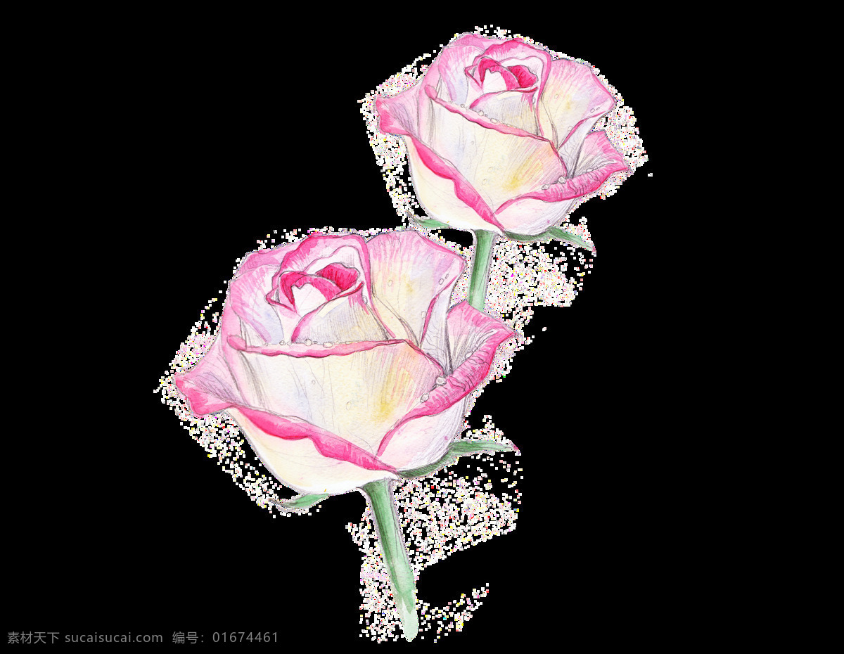 手绘 粉色 花卉 装饰 图案 玫瑰花 月季 蔷薇 花朵 花苞