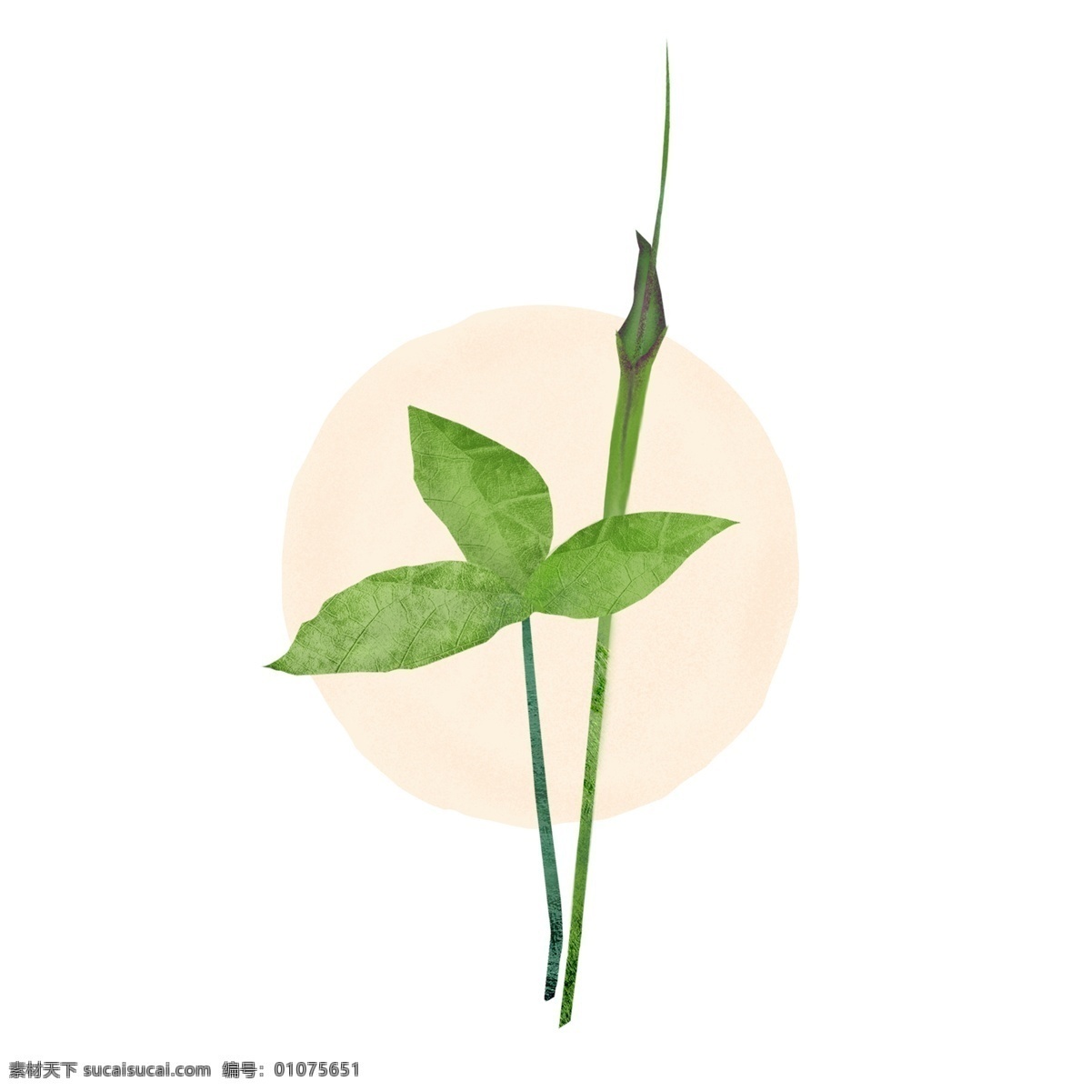 夏至 半夏 植物 中草药 古风 纹理 插画 绿色 叶子 花 质感 元素 传统 文艺 典雅 中国风