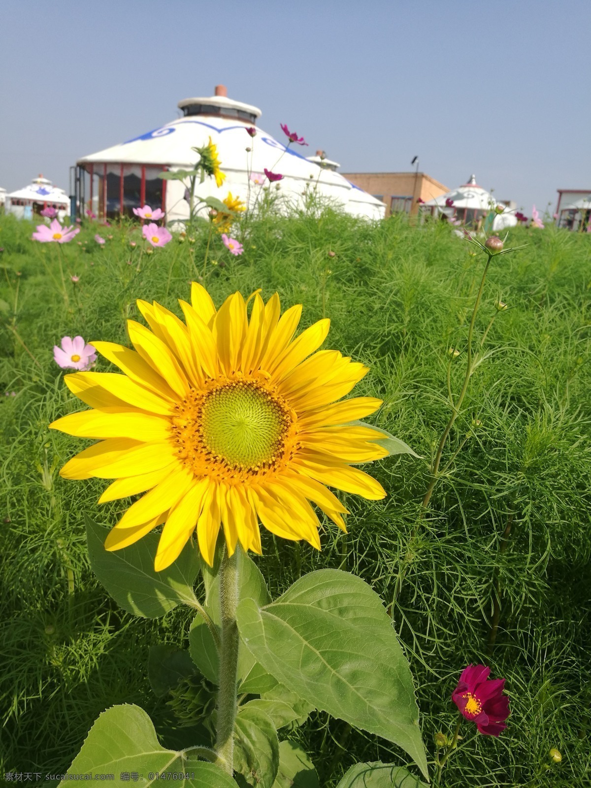 向日葵 内蒙古草原 内蒙古 内蒙古风光 内蒙古风情 蒙古草原 内蒙古大草原 自然风光 草原 草原风光 草原风景 大草原 大草原图片 草原图片 草原风情 草原背景 蒙古包 草原蒙古包 生物世界 花草