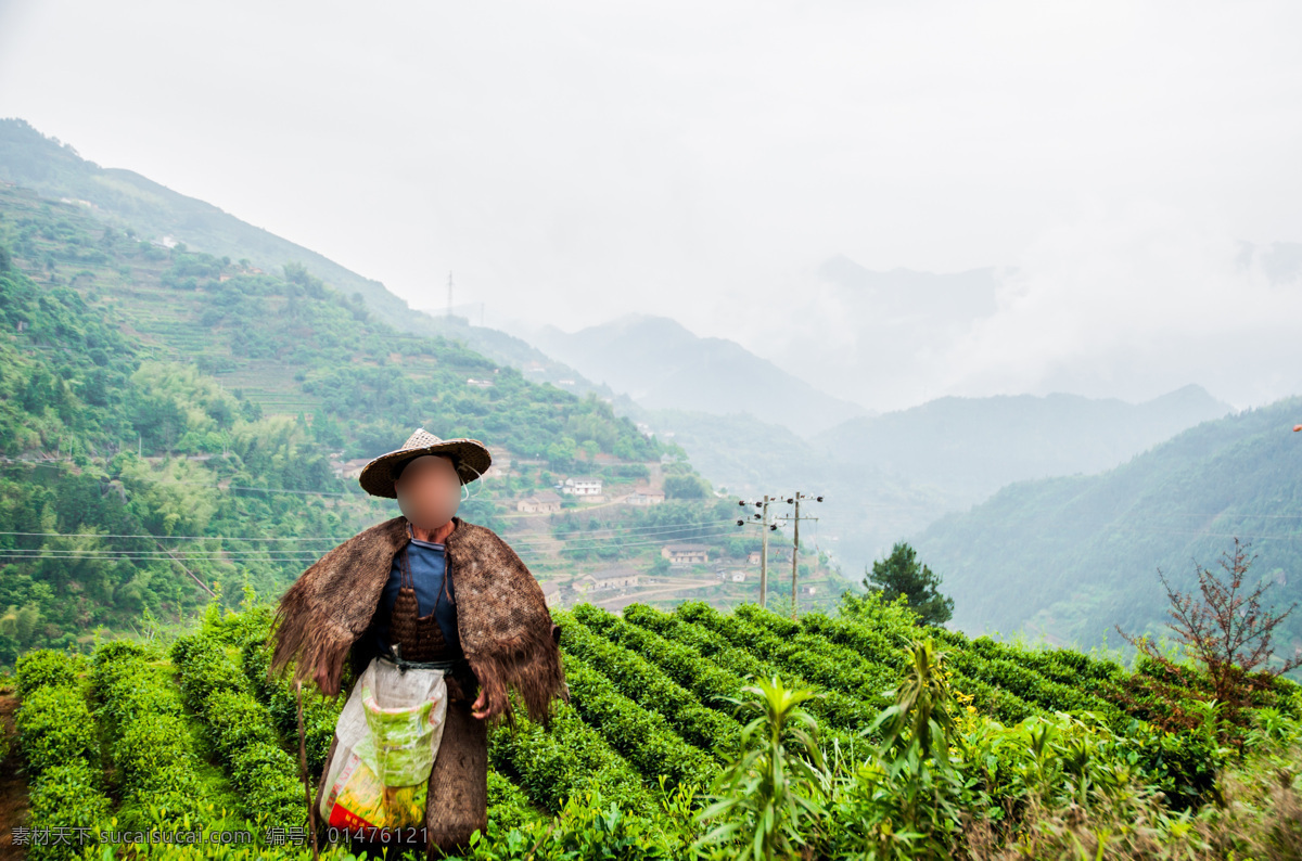 茶园 茶农 采茶 五月 绿色 茶叶 香醇 山 山脉 茶园里的茶农 旅游摄影 国内旅游