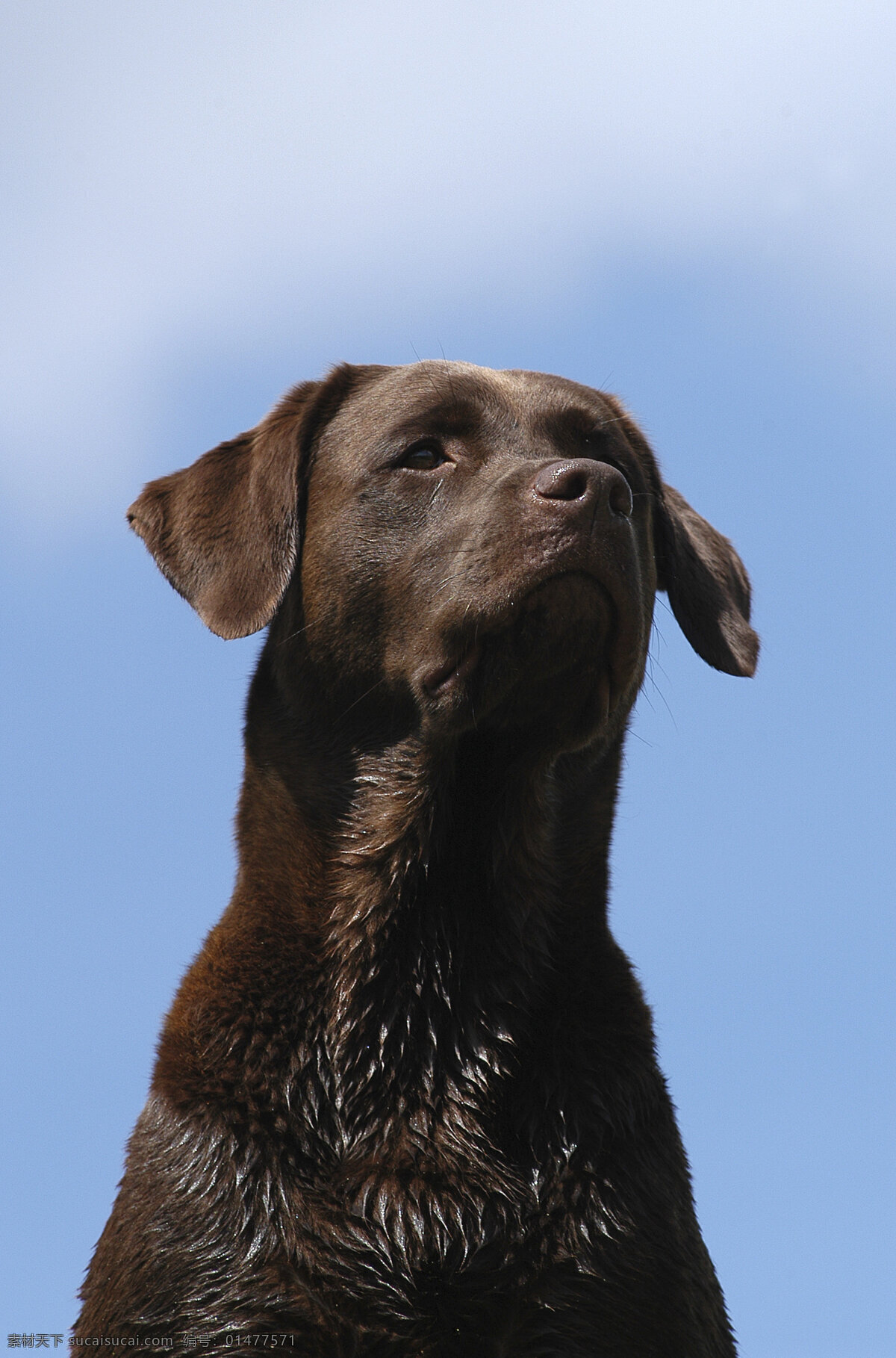 宠物狗 小狗 犬 小狗图片 名贵犬种 宠物狗图片 可爱 小狗图片大全 宠物 小动物 狗狗图片 生物世界