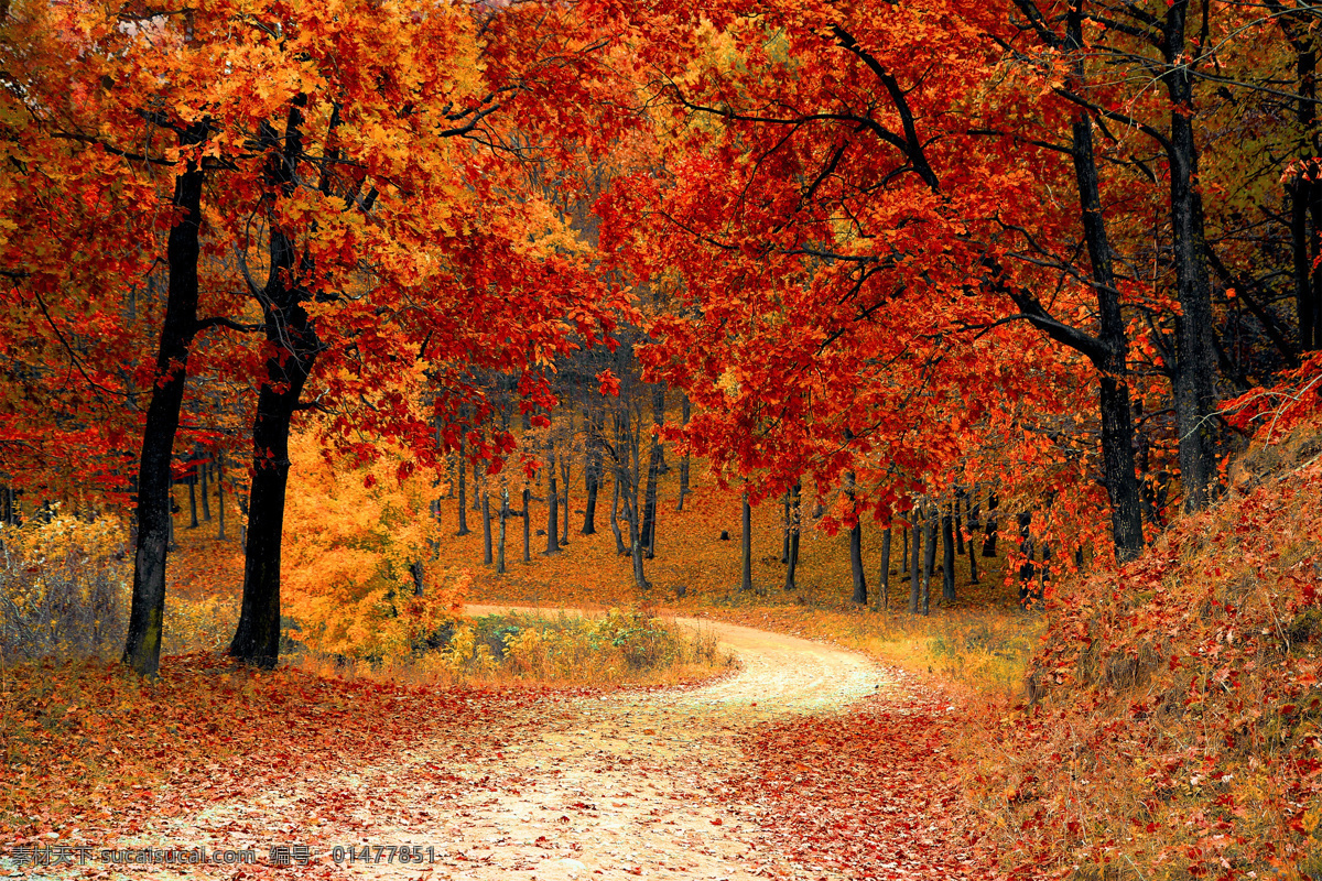 秋天 树林 高清 秋天树林 落叶 黄叶 树木