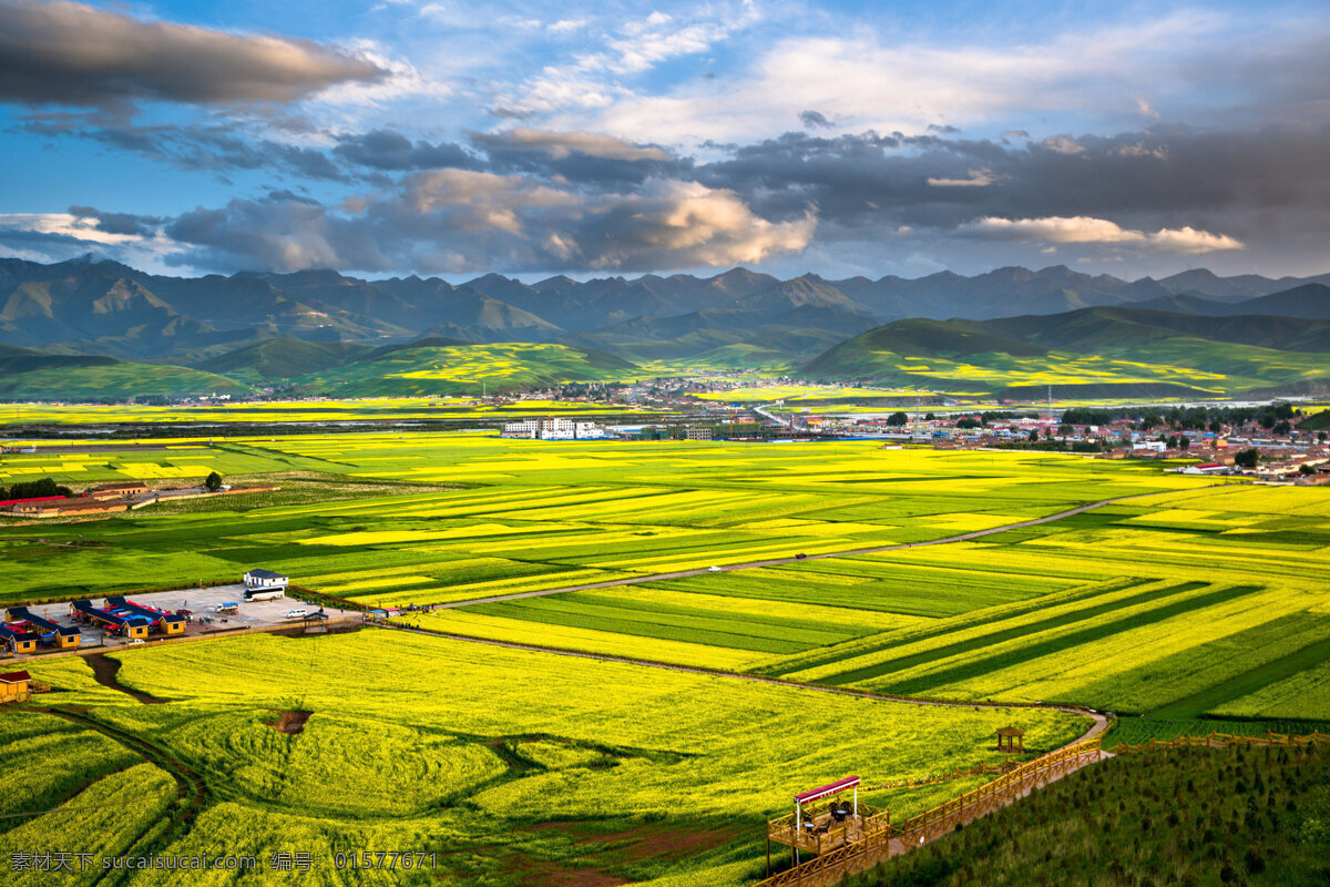 美丽 油菜花 风景 高清 花卉 花草 花朵 花海 植物