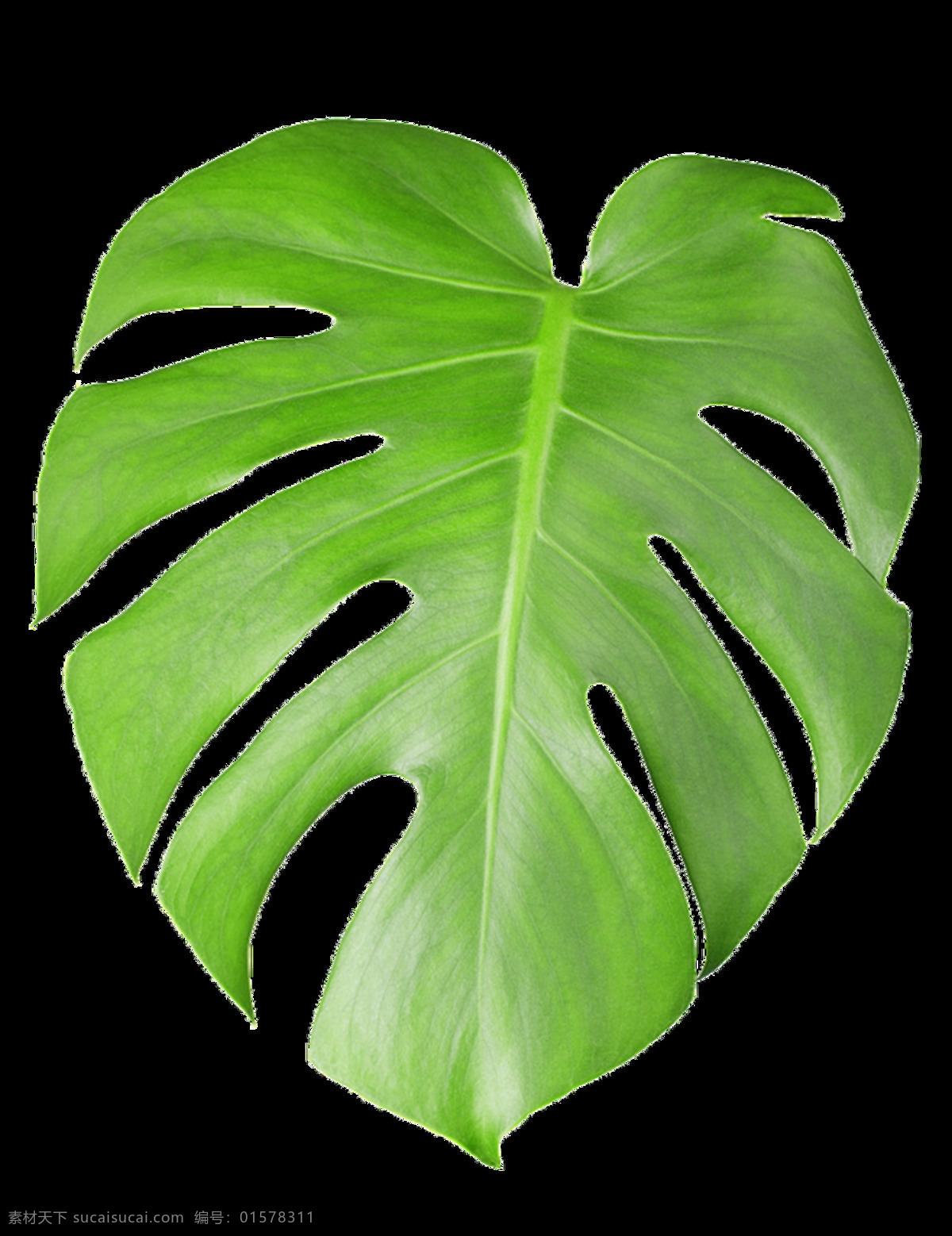 大片 龟背 竹 叶片 透明 植物 绿色 绿叶 免扣素材 透明素材 叶子 装饰图片