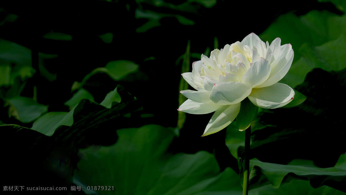 白色 莲花 白色莲花 白花 荷花 睡莲