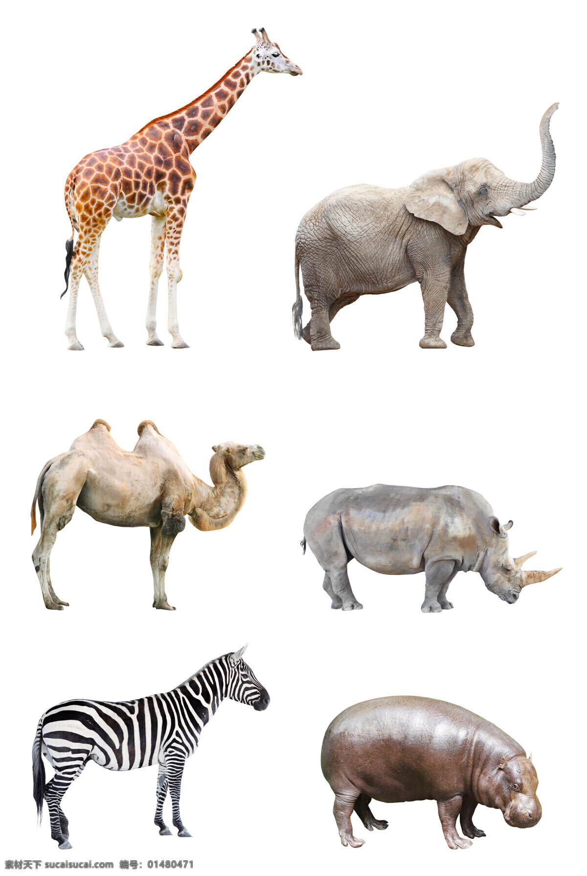 种 非洲 动物 高清 长颈鹿 大象 非洲象 骆驼 犀牛 斑马 河马 高清图片 白色
