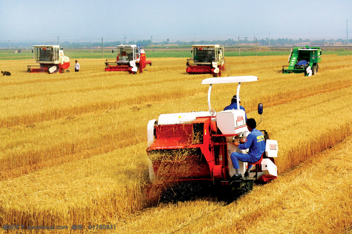 机械化 收割 农业 收割机 现代科技 小麦 机械化收割 农民生活 劳动场景 农业生产 矢量图 日常生活