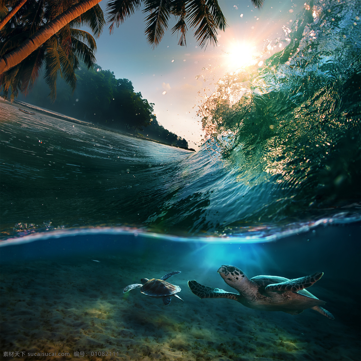 翻 海浪 悠闲 海龟 翻滚 卷起 浪花 海底世界 乌龟 椰树 海景 大海图片 风景图片