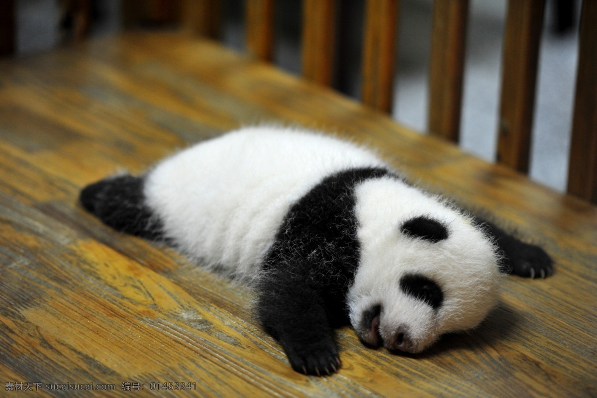 唯美 可爱 动物 野生 国宝 大熊猫 熊猫 生物世界 野生动物