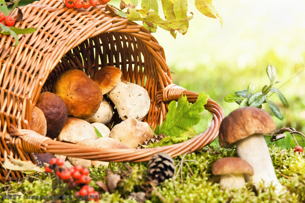 草地 上 篮子 里 蘑菇 蔬菜 蘑菇图片 餐饮美食