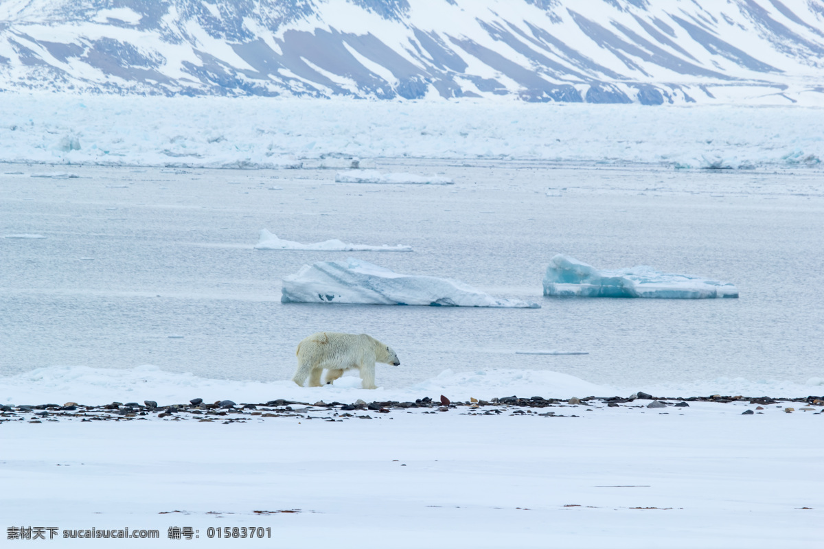 冰面 行走 北极熊 浮冰 陆地动物 生物世界 白色