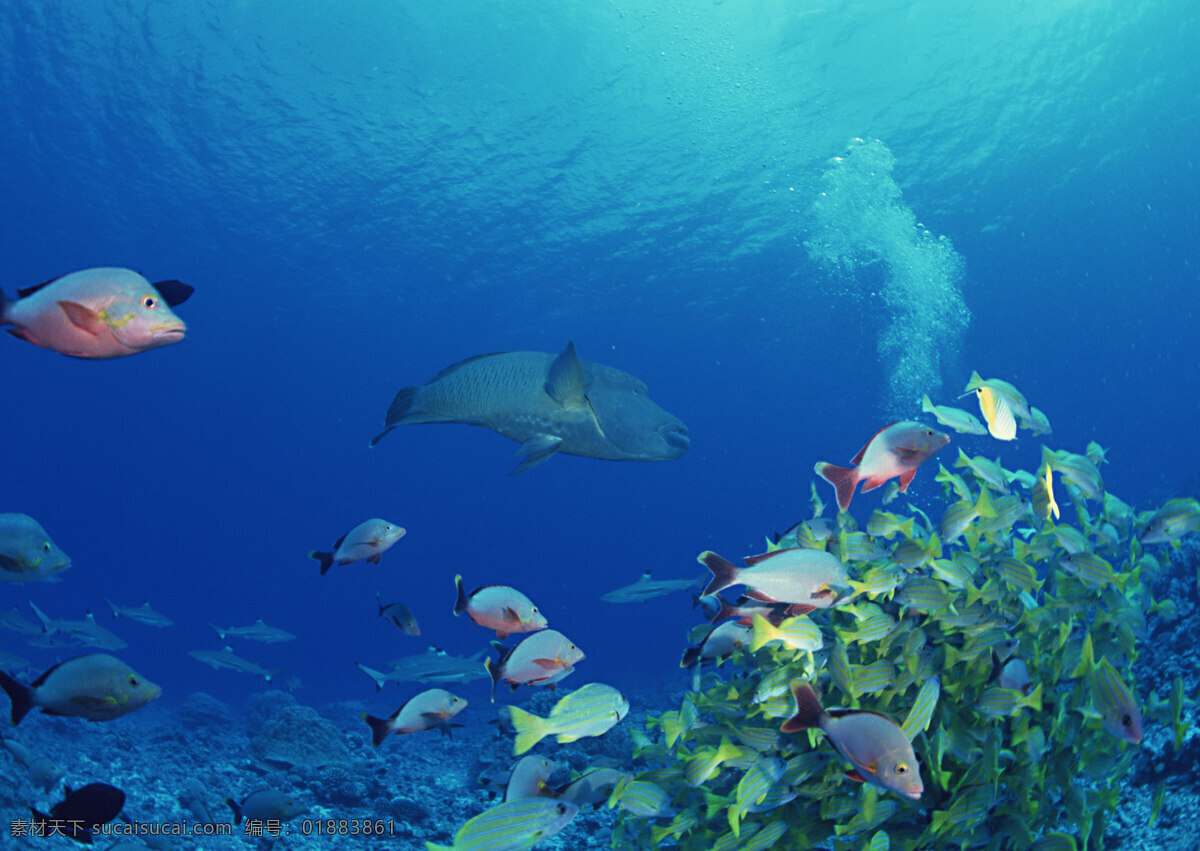 海洋生物 海底世界 海洋 礁石 生物世界 鱼 鱼类 珊蝴礁石 珊蝴 海底景色