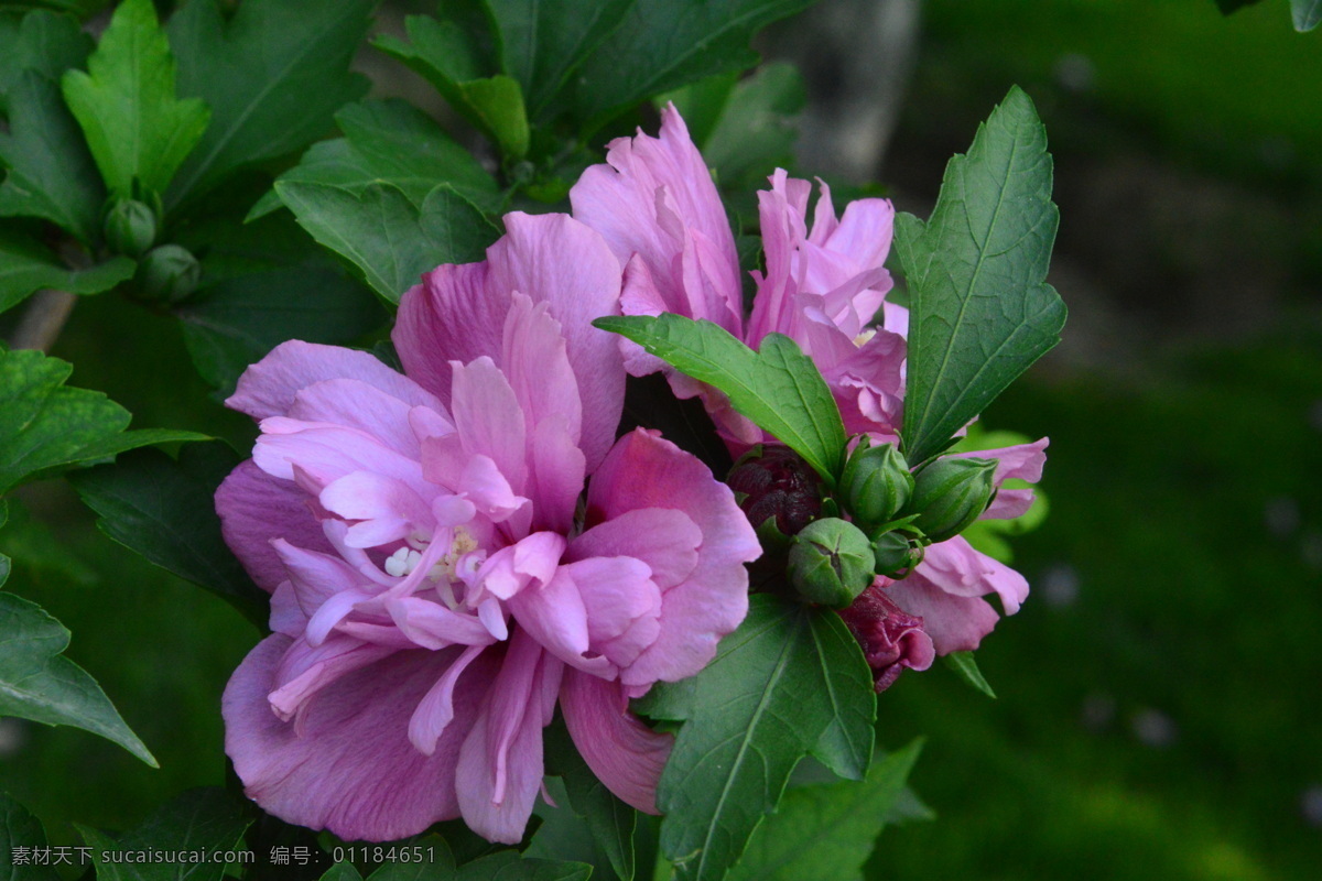 木槿 无穷花 花卉 花儿 花草 植物 园林绿化 绿化景观 花骨朵 花朵 花蕊 木槿木槿花 生物世界