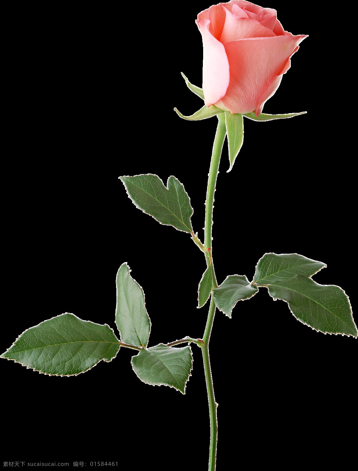 浪 美的 玫瑰花 元素 白玫瑰 七夕 情人 设计元素 手执玫瑰 粉红玫瑰 花 免扣素材