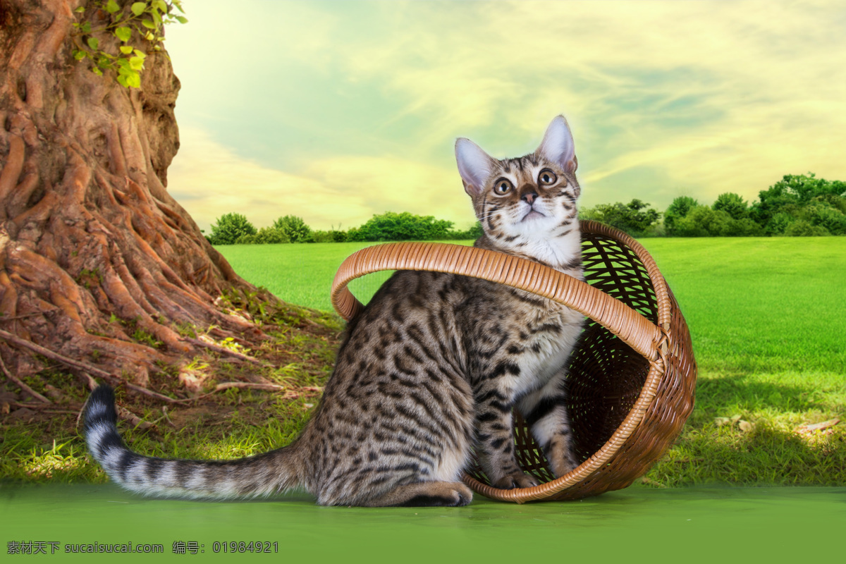 篮子 里 小猫 猫咪 宠物 猫科动物 野生动物 动物世界 陆地动物 动物摄影 猫咪图片 生物世界