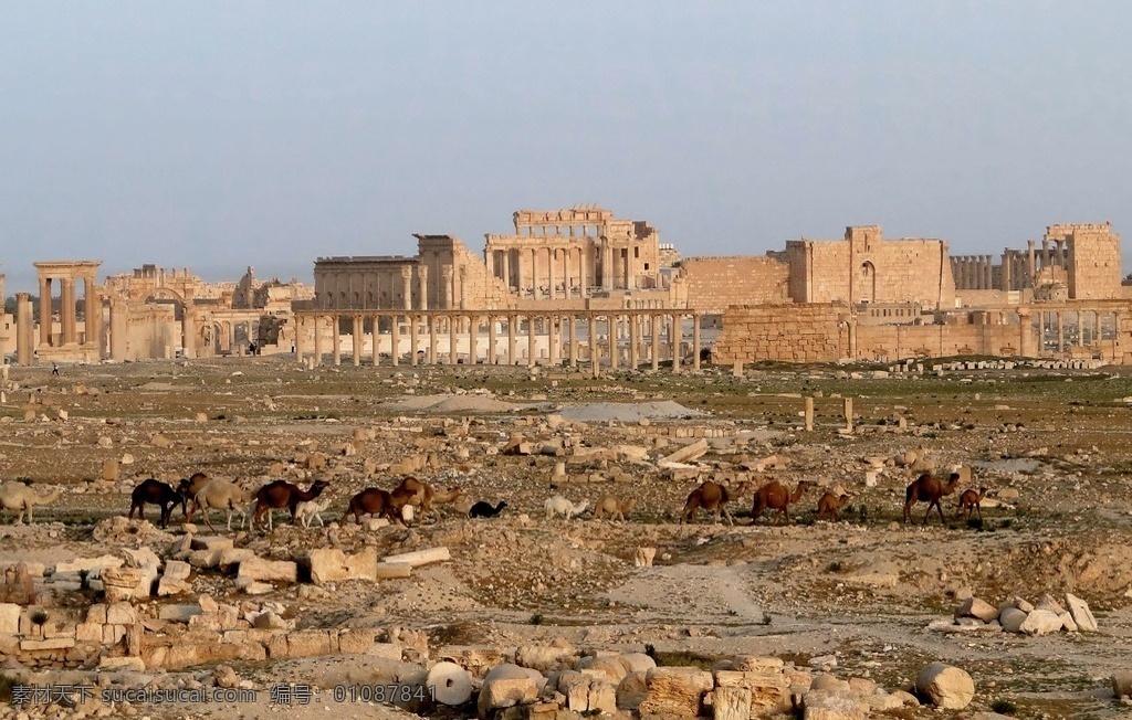 帕尔米 拉 古城 遗址 site of palmyra syria 帕尔米拉古城 叙利亚 旅游摄影 国外旅游