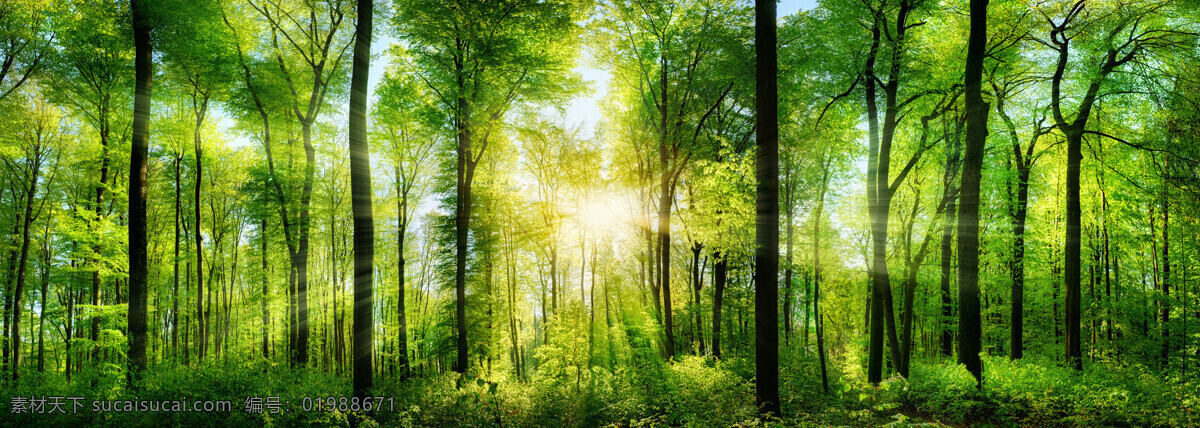 美丽 树林 景色 高清 叶子 春季 清晨 阳光 风景图片 清晨阳光 树林风景 树木风景 美丽风景 自然风光 美丽景色 风景摄影 美景 花草图片 花的图片 绿色