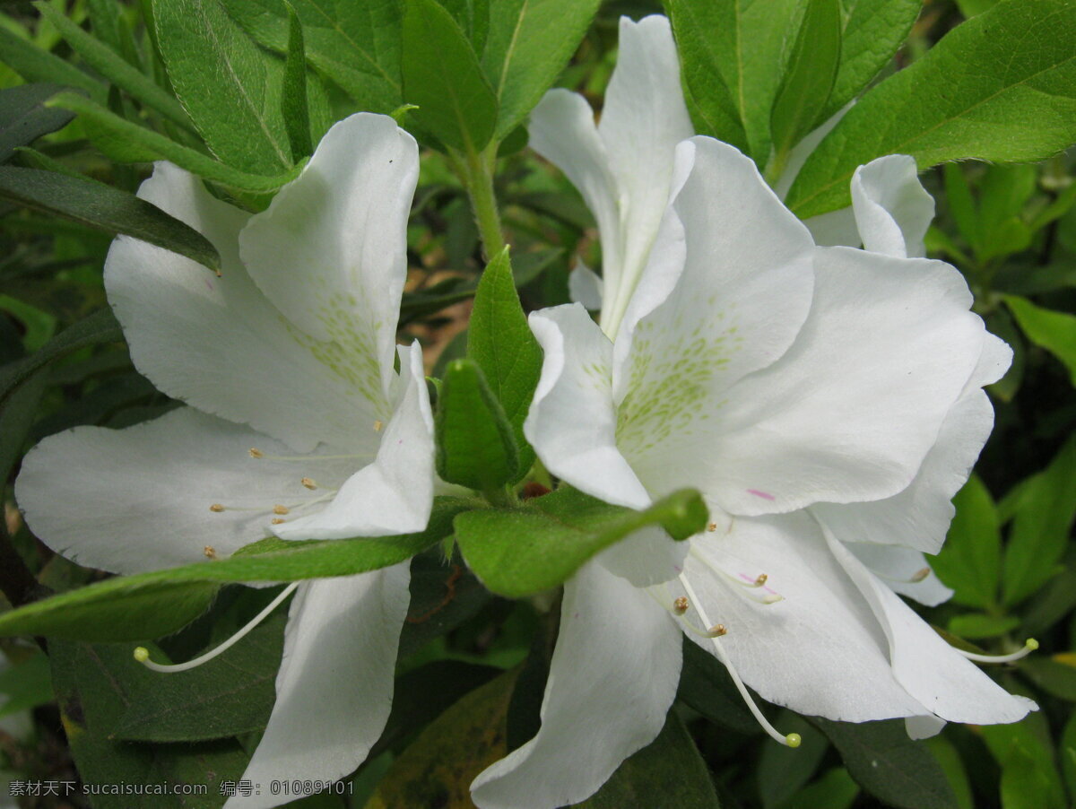 白百合 白色 百合 春天 粉色 好看 花 花草 白色百合 鲜艳 鲜花 绿色 美丽 粉百合 生物世界 psd源文件