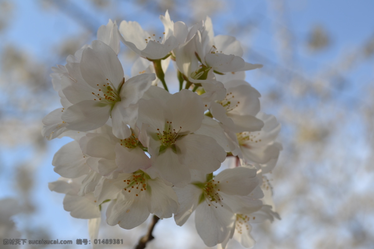 白色樱花特写 唯美 公园 春天 白色 樱花 特写 风景 自然 花草 生物世界