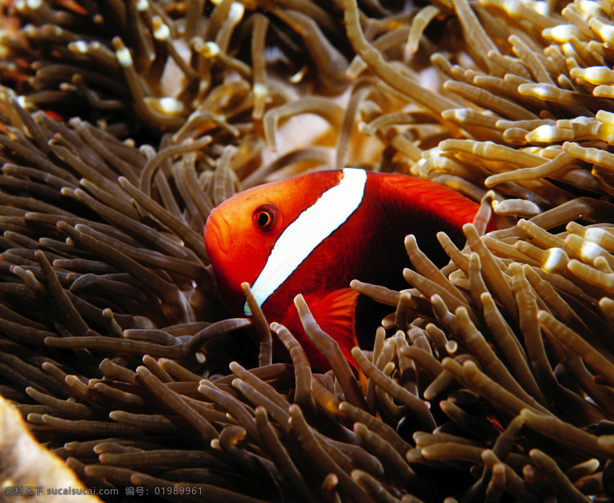 海底 鱼 jpg图片 jpg图库 摄影图片 高清图片 红色 海底世界 海底高清写真 海底动物 大海图片 风景图片