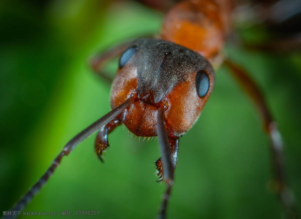 蚂蚁图片 蚂蚁摄影 蚂蚁特写 蚂蚁背景 小蚂蚁 生物世界 昆虫